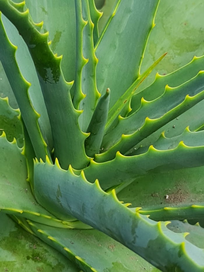Aloes